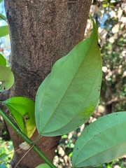 Cinnamomum osmophloeum