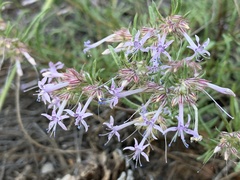 Ipomopsis multiflora