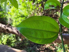 Cinnamomum osmophloeum