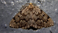 Nepytia canosaria