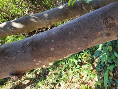 Cinnamomum osmophloeum