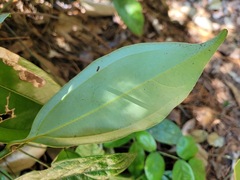 Cinnamomum osmophloeum