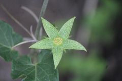 Gonolobus grandiflorus