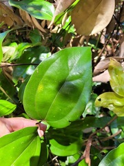 Cinnamomum osmophloeum