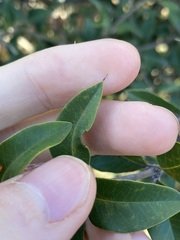 Gastrolobium microcarpum