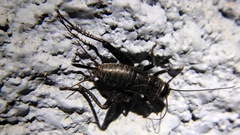 Gryllus veletis