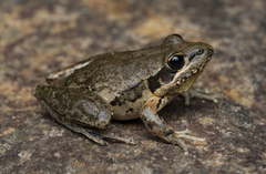 Litoria latopalmata