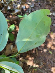 Cinnamomum osmophloeum