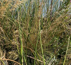 Deschampsia cespitosa cespitosa