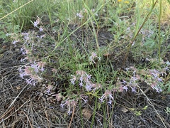 Ipomopsis multiflora