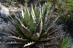 Agave kerchovei