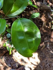 Cinnamomum osmophloeum