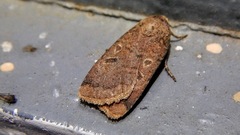 Abagrotis alternata