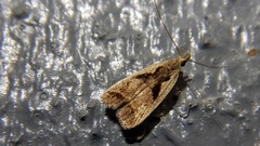 Dichomeris bilobella