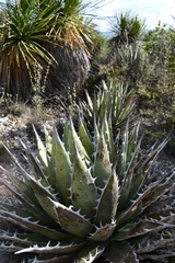 Agave kerchovei