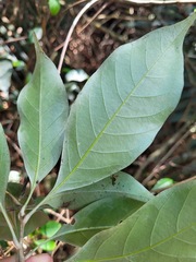 Lithocarpus taitoensis