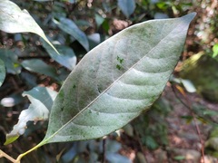 Lithocarpus taitoensis