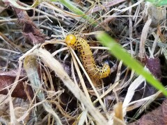 Pristiphora geniculata