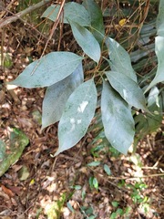 Lithocarpus taitoensis
