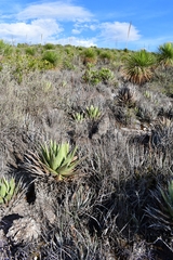 Agave kerchovei
