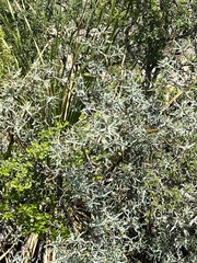 Berberis trifoliolata