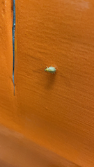 Cucujiformia