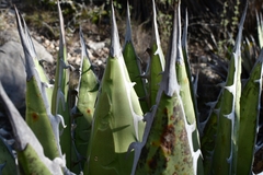 Agave kerchovei