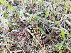 Pristiphora geniculata