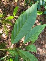 Maesa perlaria formosana