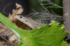 Takydromus tachydromoides