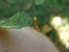 Pristiphora geniculata