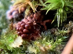 Metatrichia vesparium