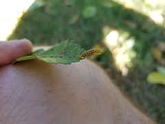 Pristiphora geniculata