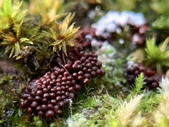 Metatrichia vesparium