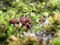 Metatrichia vesparium