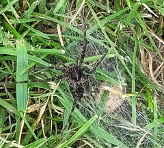 Dolomedes scriptus