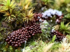 Metatrichia vesparium