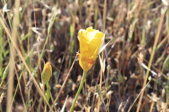 Calochortus luteus