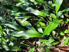 Aspidistra mushaensis