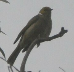 Ptilotula penicillata