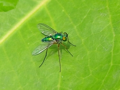 Chrysosoma
