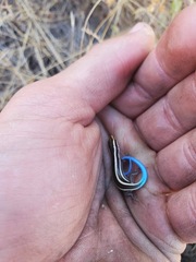 Plestiodon skiltonianus