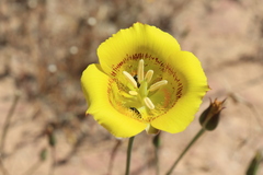 Calochortus luteus