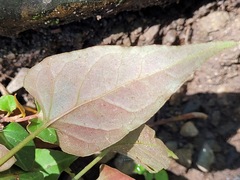 Reynoutria multiflora