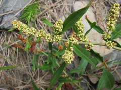 Rumex salicifolius
