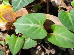 Reynoutria multiflora