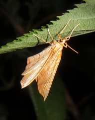 Eulithis diversilineata