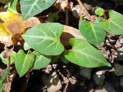Reynoutria multiflora