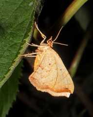Eulithis diversilineata