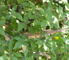 Ulmus alata